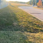 Three Ways Natural Grass Increases Curb Appeal